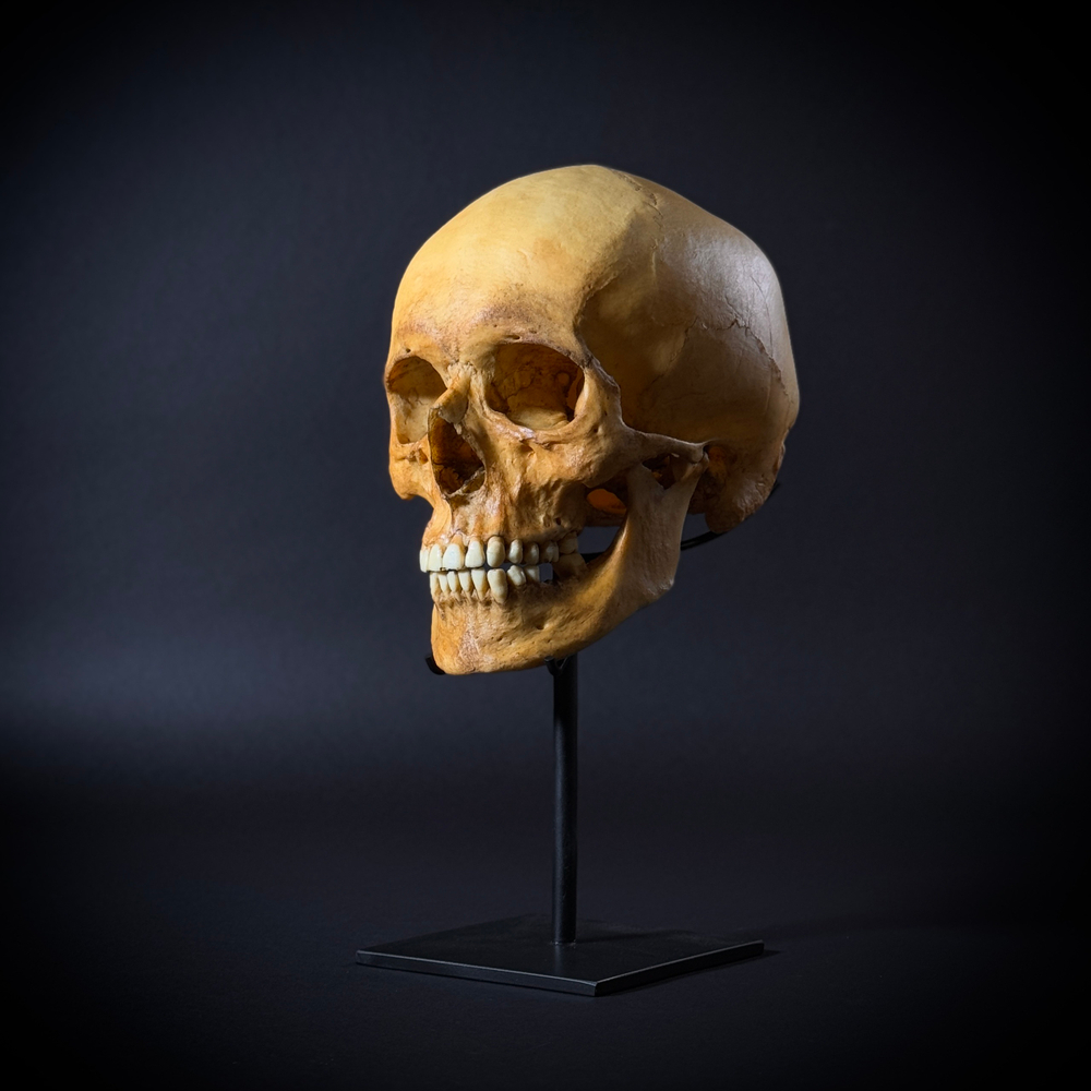Череп человека на стойке (анатомическая модель)