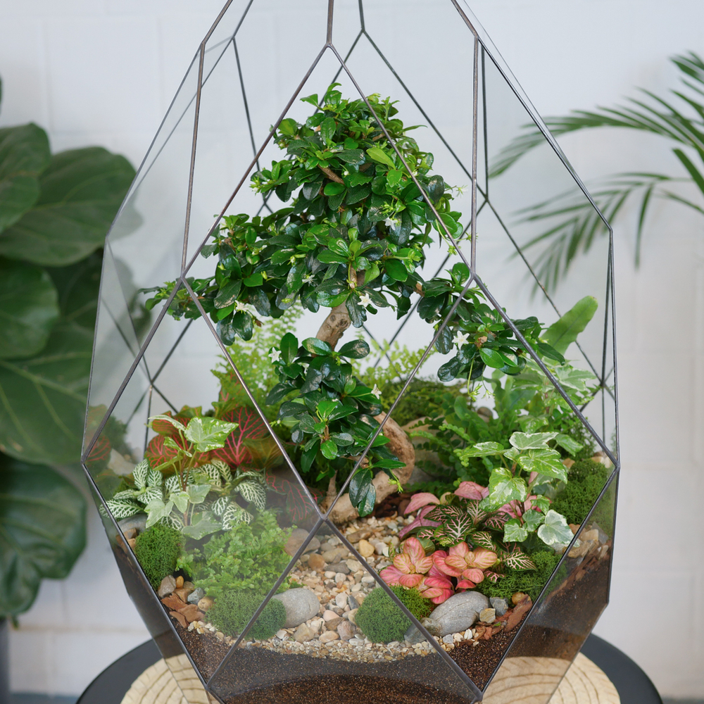 Флорариум бонсай Кармона Фаберже