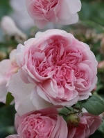 Роза шраб Александра Принцесса Люксембургская