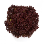 Революция семена салата лолло росса (Nunhems / Нюнемс)