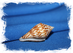 Конус праецелленс (Conus praecellens) 4 см.