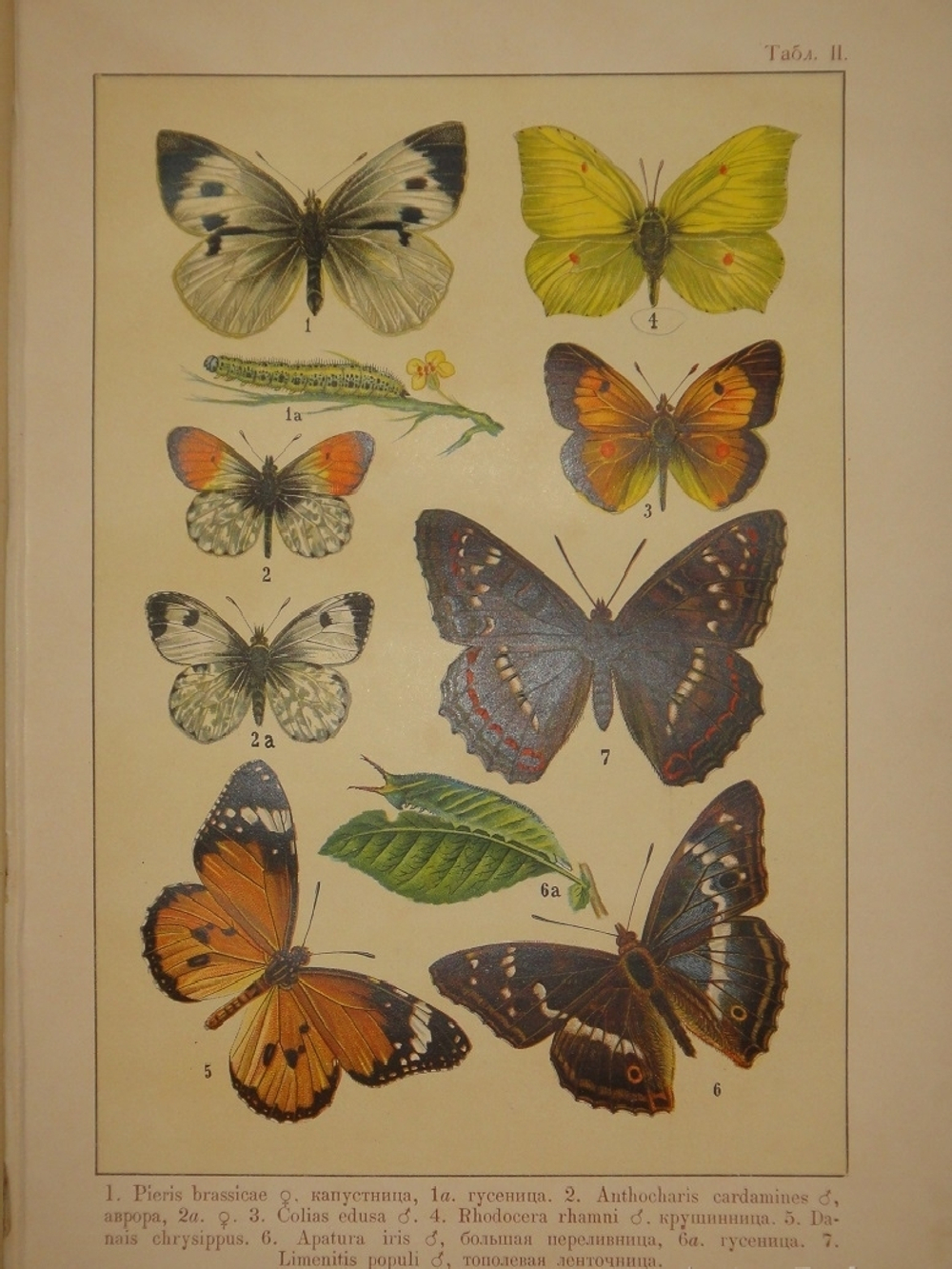 "Бабочки Европы. Описание наиболее известных видов и руководство к собиранию и определению бабочек и их гусениц". 1904г.