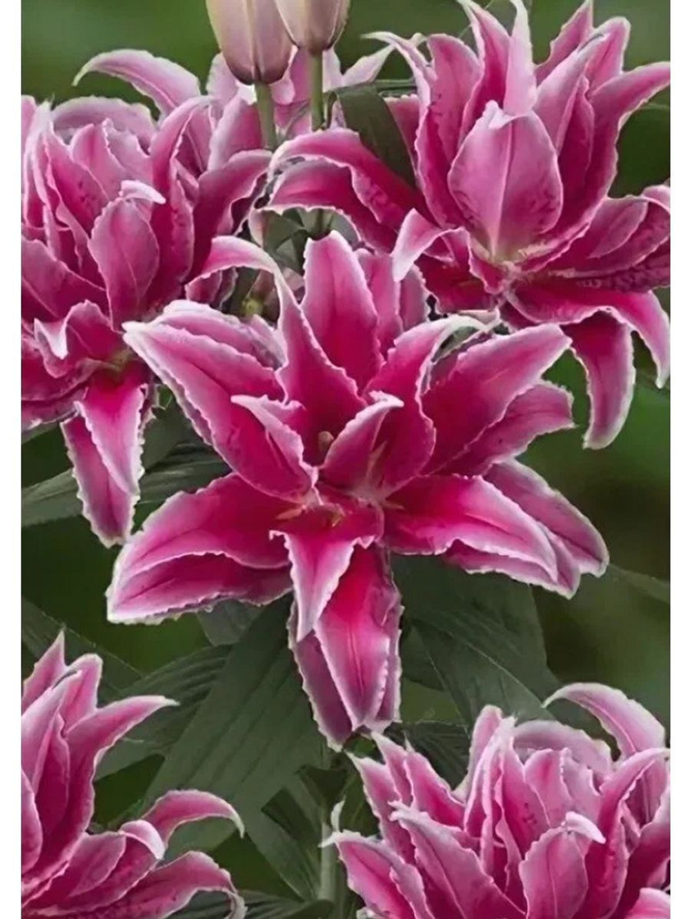 Лилия Розелили Лорена луковица март 2026