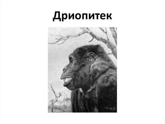 Набор палеонтологических находок "Происхождение человека"