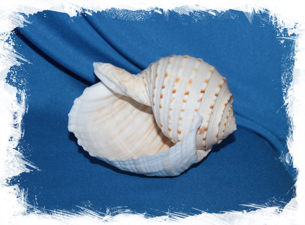 Тонна Долиум 9 - 11 см., 1шт.