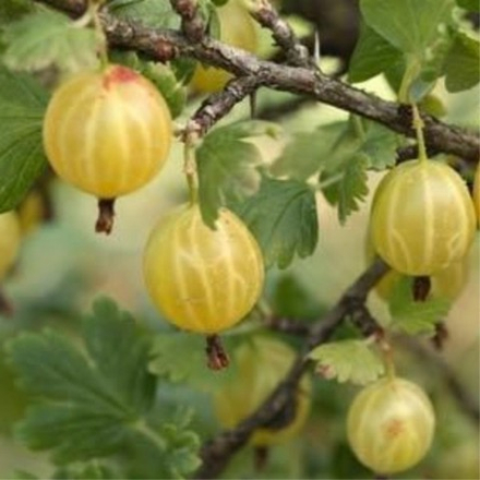 Крыжовник Медовый (2-летний) ЗКС