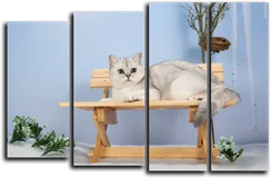 Модульная картина "Удивление на морде"