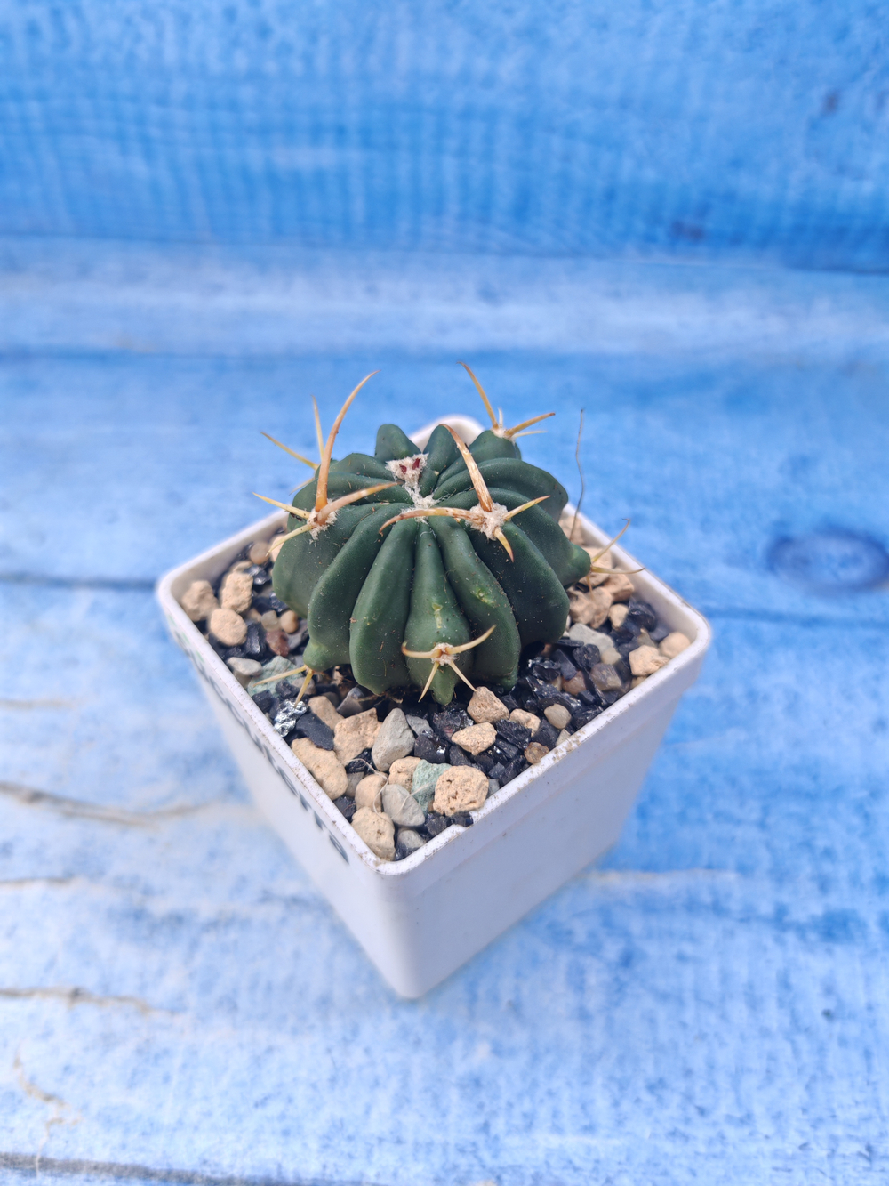 Stenocactus Coptonogonus (Стенокактус)