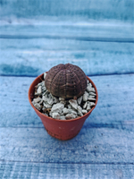 Суккулент Euphorbia Obesa (Эуфорбия)