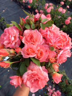 МЮНХНЕР КЕНДЛ. Munchner Kindl