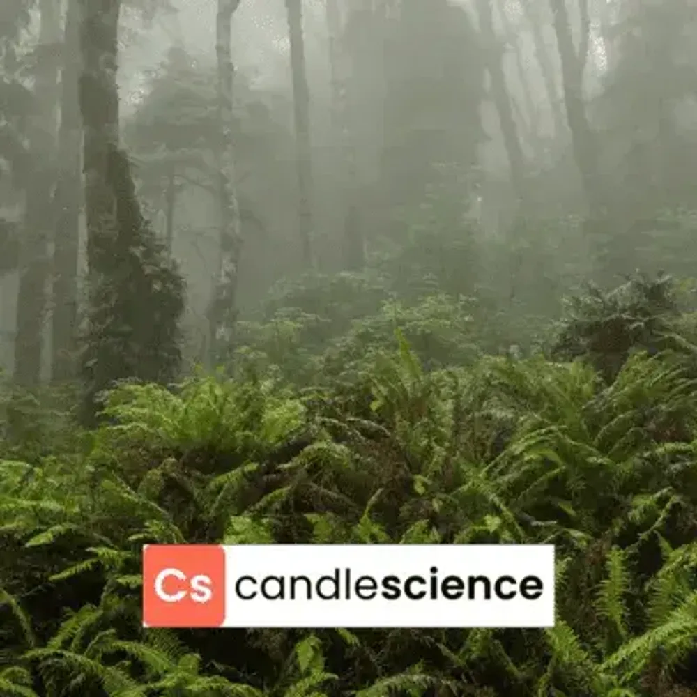 CS - 24 - Fog and Fern - Туман и папоротник