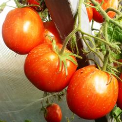 Помидоры Полосатый Смайлик