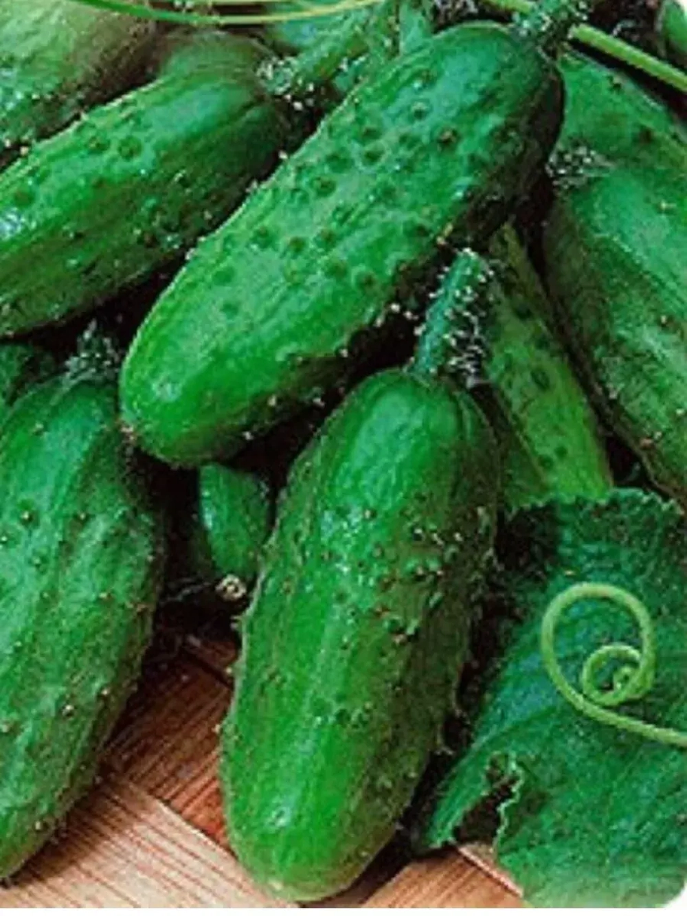 Семена огурцов для открытого грунта Соловей F1