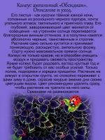 Колеус ампельный Обсидиан
