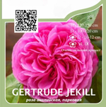Роза английская парковая "Gertrude Jekyll"