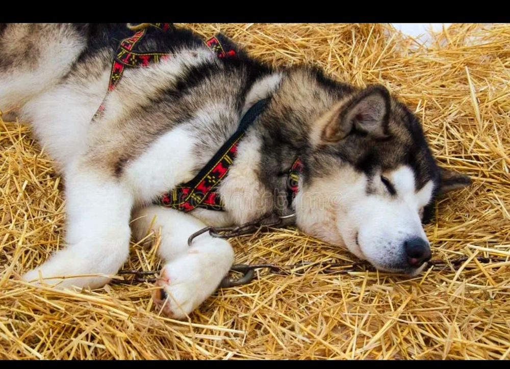 Солома пшеничная в Пакетах 10-12 кг самовывоз Волхонское шоссе, 4, корп. 8