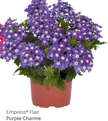 Вербена Empress Flair Purple Charm укорененный черенок ОКС конец ноября