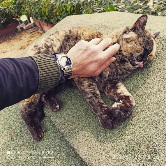 Наручные часы Casio GM-6900-1E