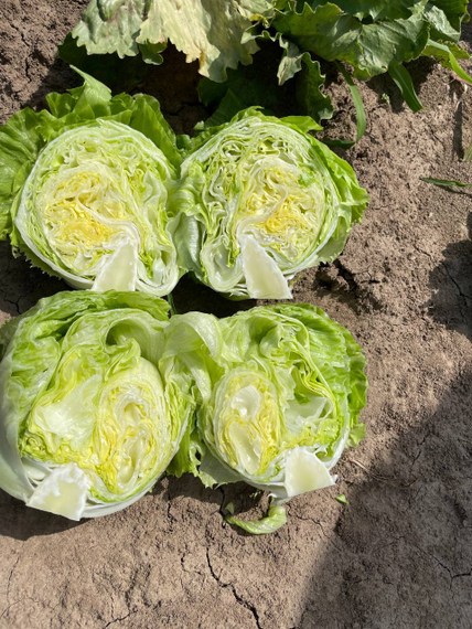 Диамантинас семена салата айсберг (Rijk Zwaan /ALEXAGRO) культура – фото 7