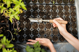 О тонкостях предпосевной обработки семян