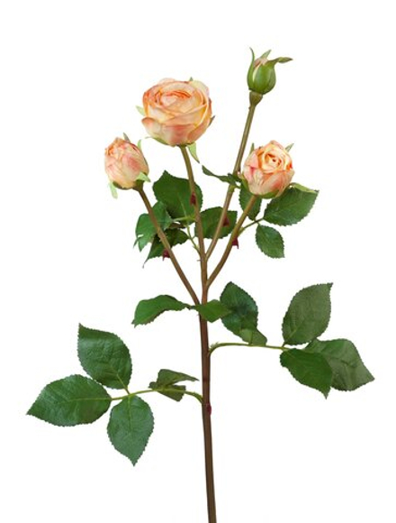 Роза Пале-Рояль ветвь персиково-золотистая, в-47 см