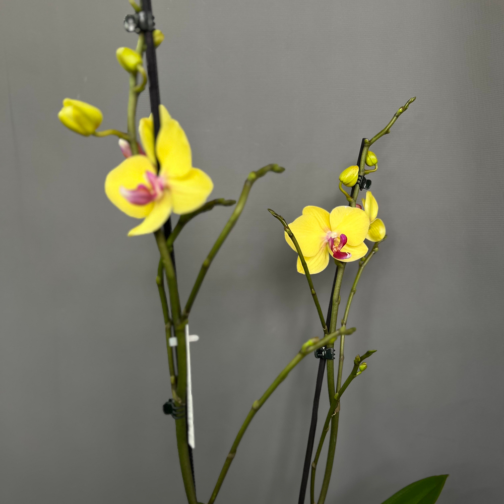 Орхидея Фаленопсис