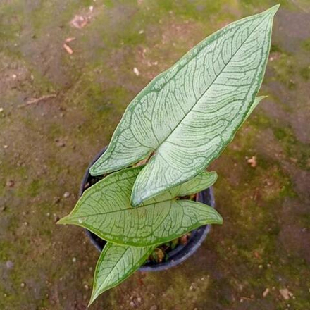 Гапалина SILVER