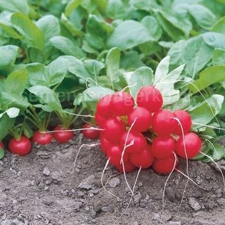 Редис Донар F1  10 000 (семян)