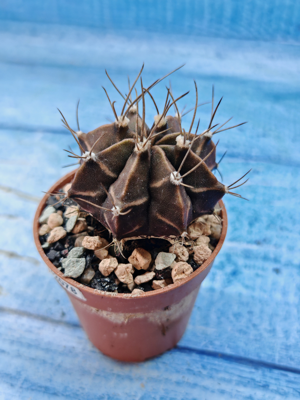 Gymnocalycium Friedrichii (Гимнокалициум)