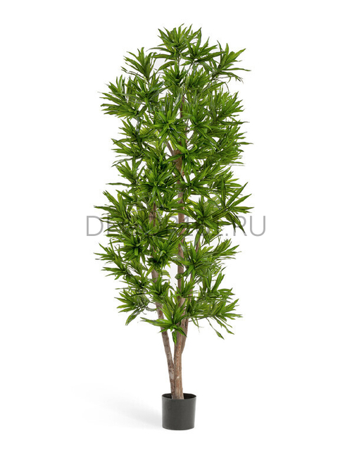 Драцена Рефлекса 120 см 2/2 10.36704N