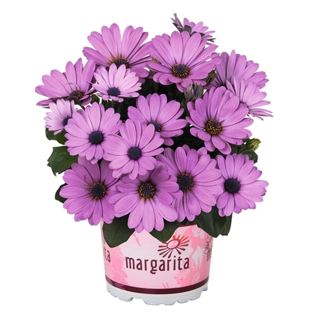 Остеоспермум MARGARITA DARK LILAC