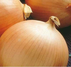 Барито F1 семена лука репчатого (Seminis / Семинис)