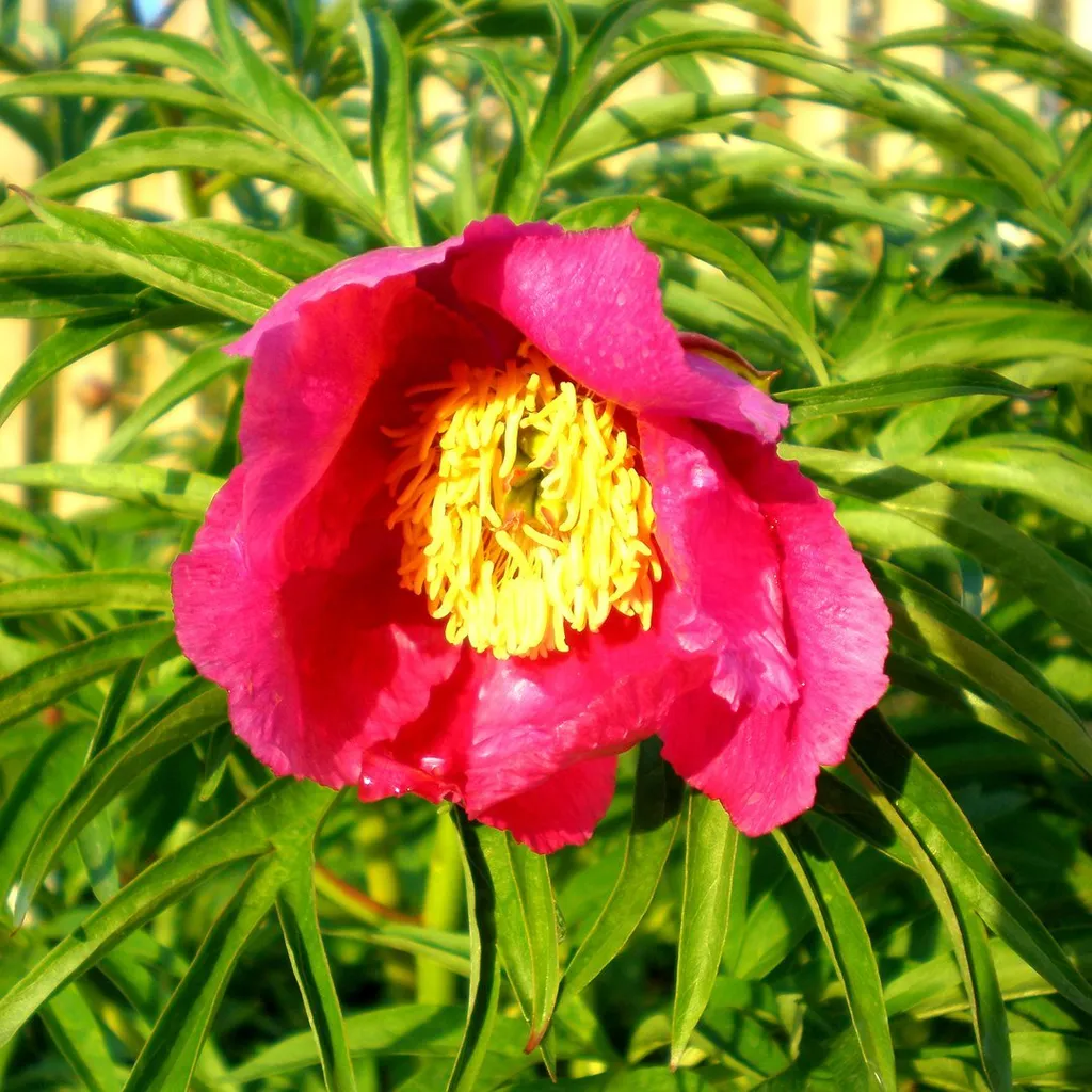 Пион уклоняющийся (марьин корень)