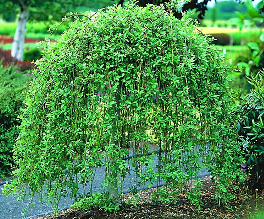Ива (Salix) caprea Kilmarnock4