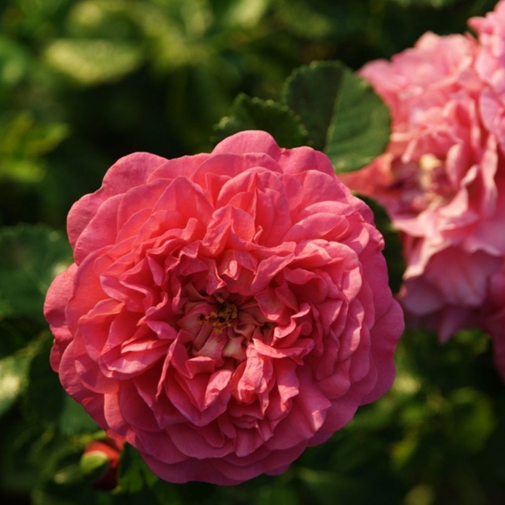 Кристофер Марлоу (Christopher Marlowe)