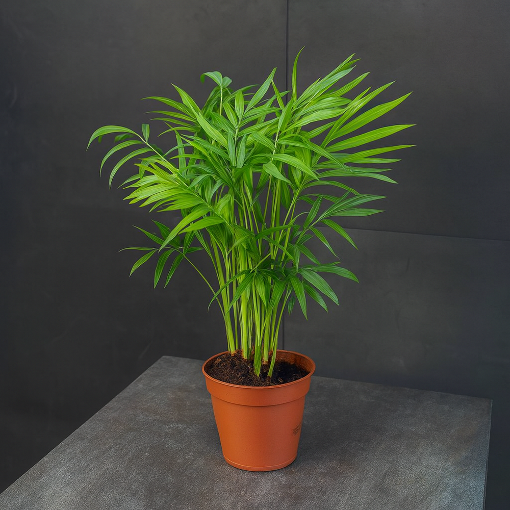 Хамаэдорея изящная (Chamaedorea elegans)