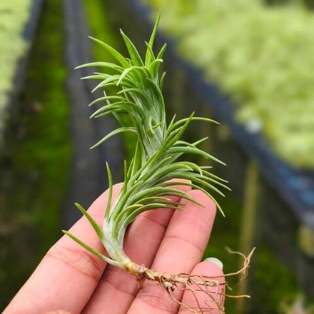 Тилландсия cocoensis R