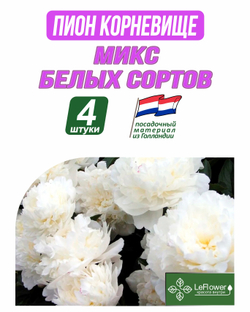 Пион Корневище, Микс белых сортов, 4шт