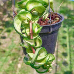 Хойя COMPACTA VAR INSIDE