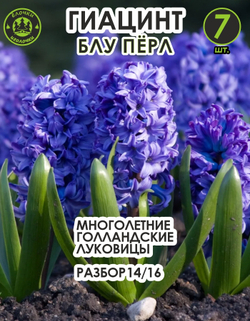 Луковицы цветов Гиацинт блу перл, 7 шт