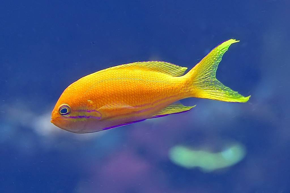 Антиас лирохвостый (самка) (Pseudanthias squamipinnis / female)