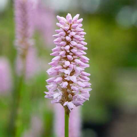 Горец змеиный "Superba". Persicaria bistorta "Superba".
