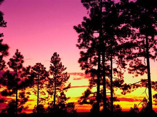 Природа 2 №25 Фотообои и Фрески ручной работы