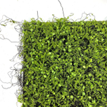 Панель мох с мюленбекией на резиновой основе 50Х50 см.