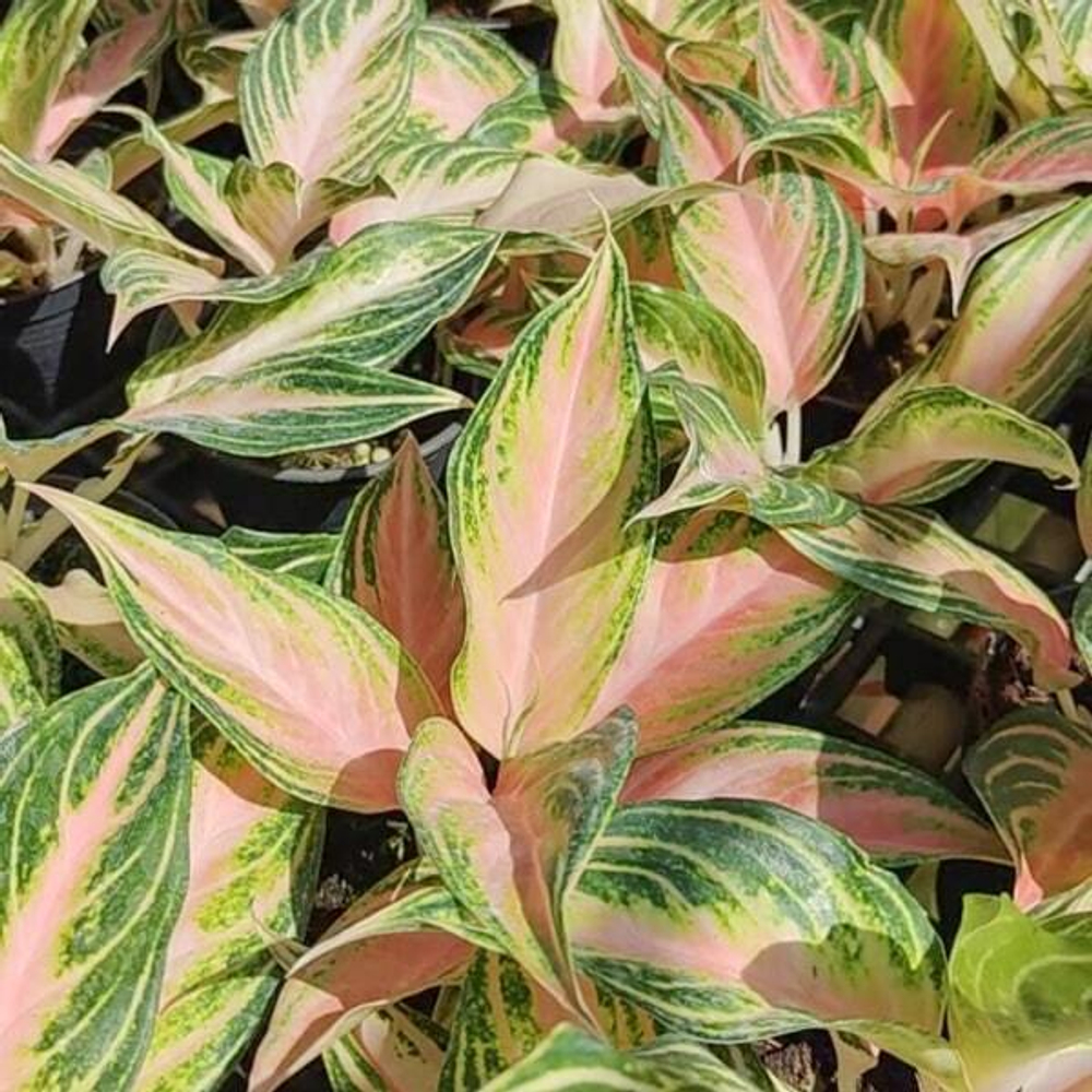 Аглаонема PINK PANAMA (A169)