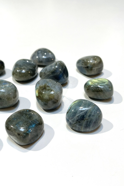 Лабрадор галтовка