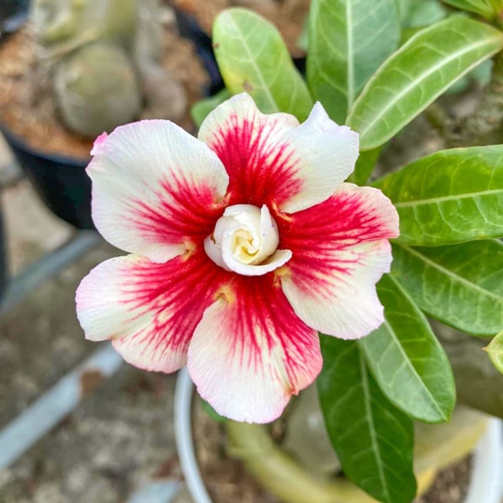 Адениум обесум 374