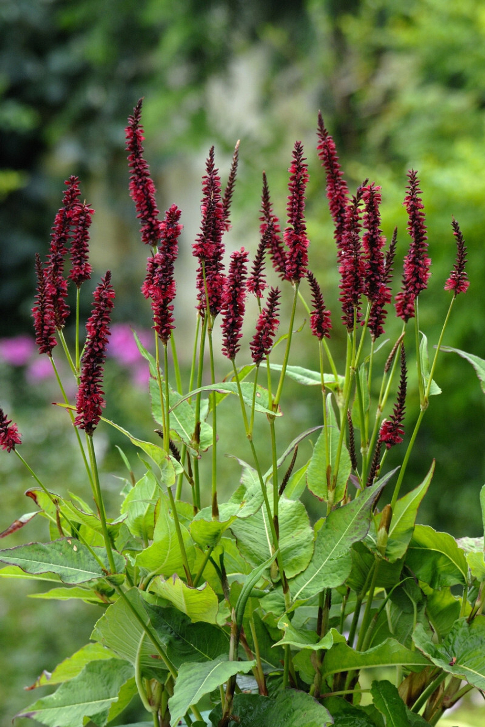 Горец свечевидный "Blackfield". Persicaria amplexicaulis "Blackfield".