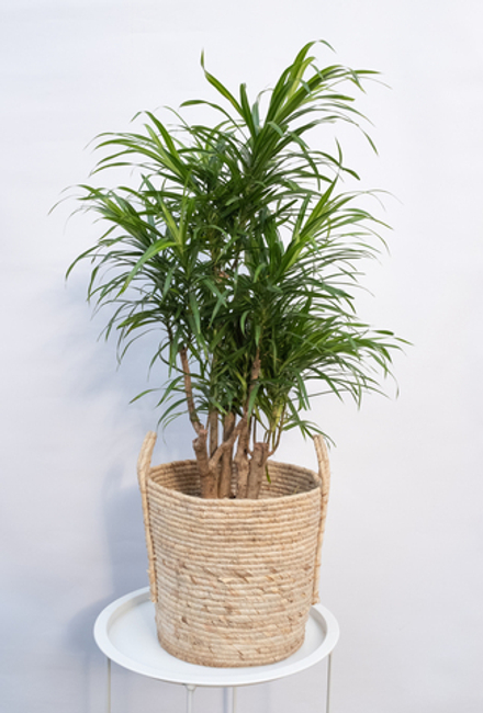 Драцена Анита бранч