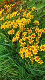 Ч1 Биденс Вlazing star